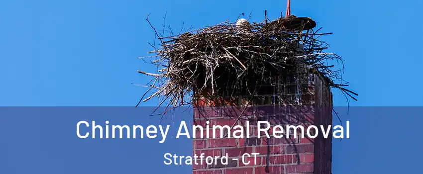 Chimney Animal Removal Stratford - CT